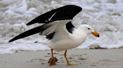Australia to vaccinate birds against H5 avian influenza