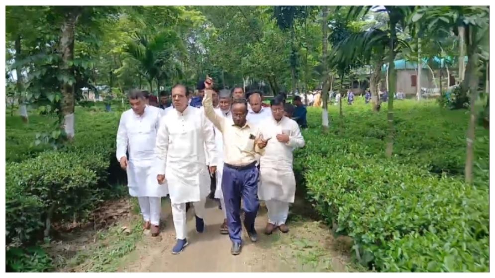 Tea cultivation opens new prospects for Lalmonirhat: Asadul Habib Dulu