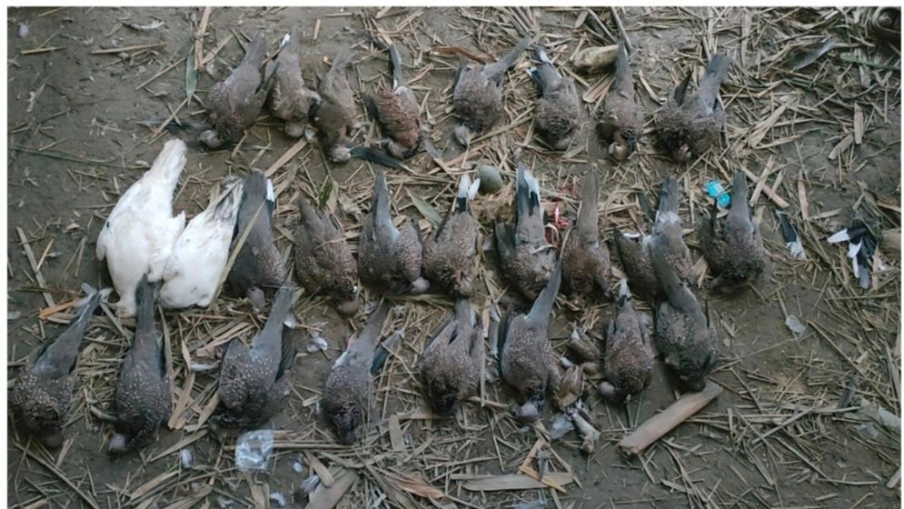 Pesticide poisoning kills over 100 birds in Chuadanga