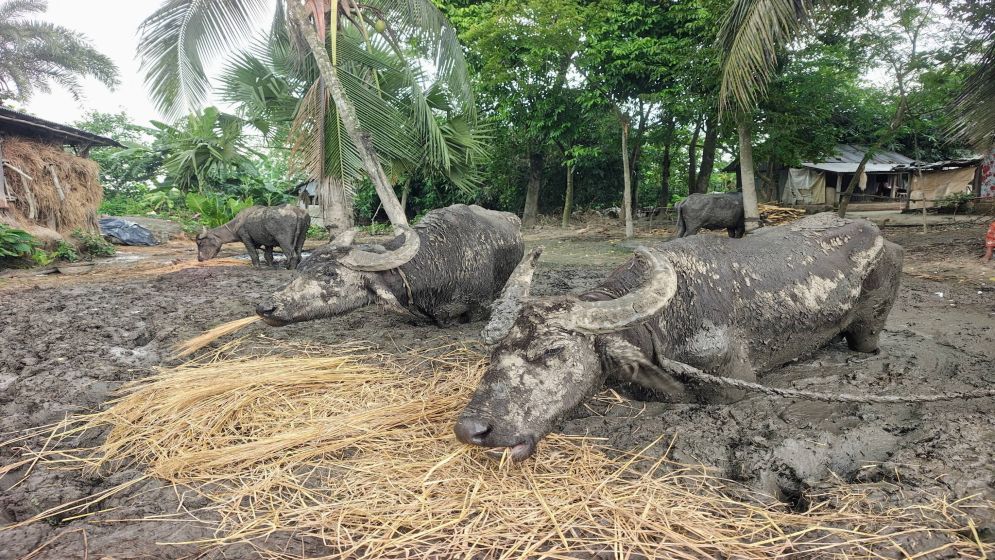 UNO rescues four buffaloes confined in mud for three months