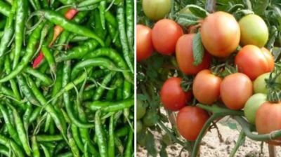 Govt slashes import taxes on green chilli, tomato