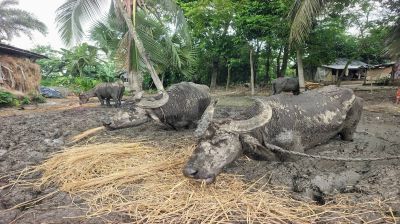 UNO rescues four buffaloes confined in mud for three months