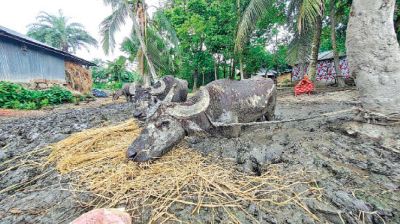 Four buffaloes rescued from mud after three-month ordeal