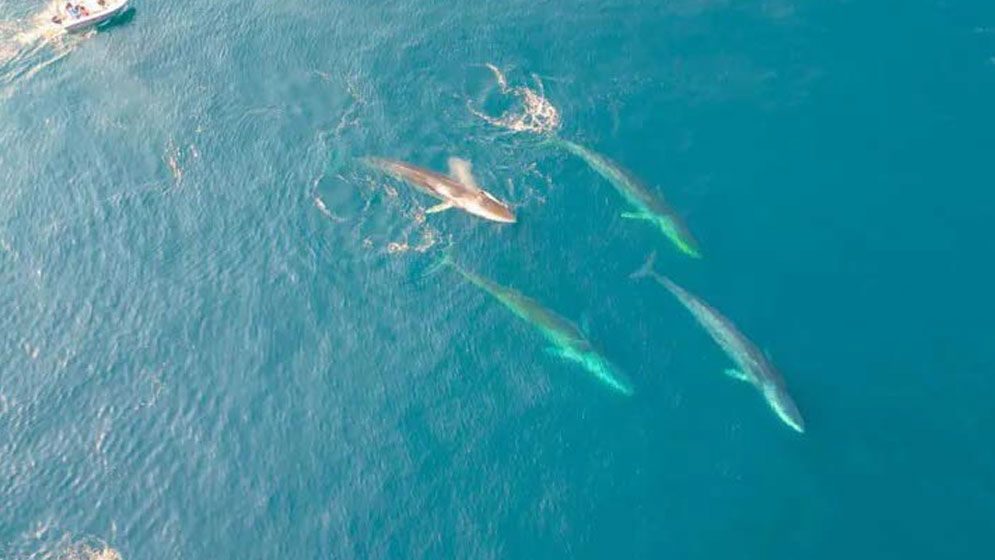 Giant whales move into Greenland waters as ice disappears