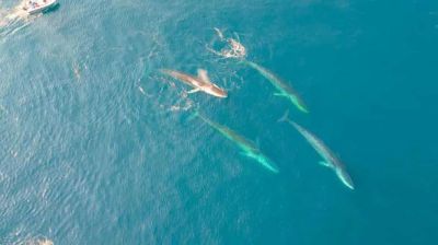 Giant whales move into Greenland waters as ice disappears