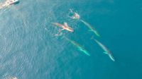 Giant whales move into Greenland waters as ice disappears