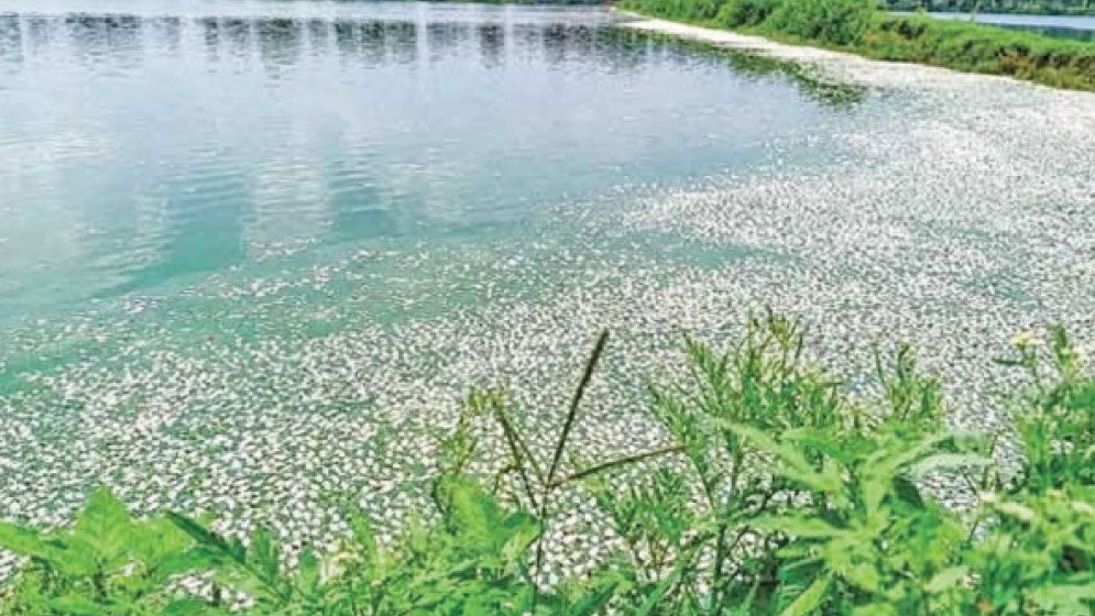 Tk5.6cr fish die at Benapole farm amid oxygen shortage