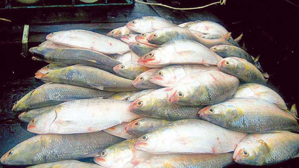 Middlemen reap profits as Meghna hilsa prices soar