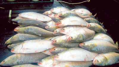 Middlemen reap profits as Meghna hilsa prices soar
