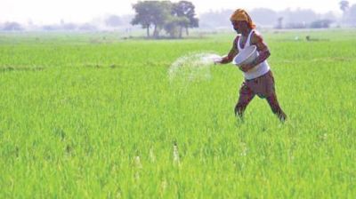 Fertiliser allocation adequate, farmers still face shortages in 10 districts