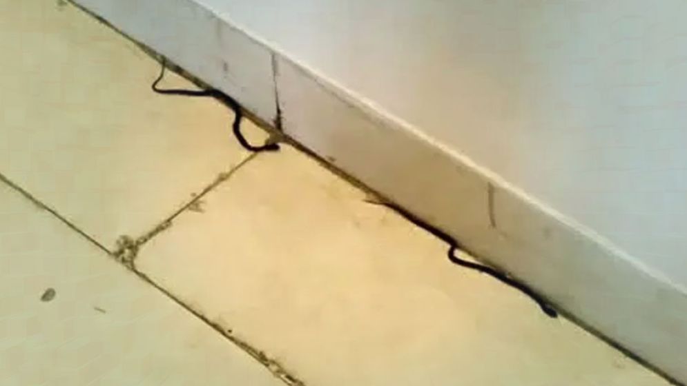 Snakes spotted on 19th floor of Secretariat, sparking panic