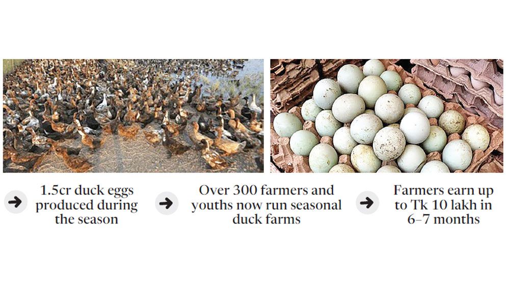 Narail’s seasonal duck farming generates Tk22cr from eggs