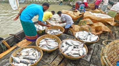 Hilsa prices fall as supply surges in Chandpur