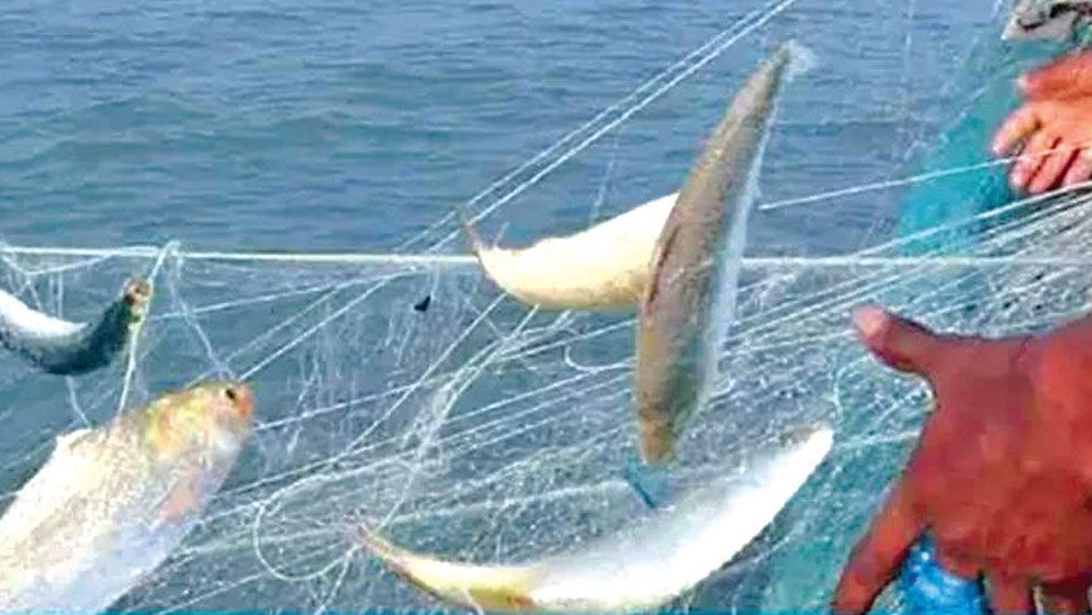 From sea to market, hilsa leaves the poor behind