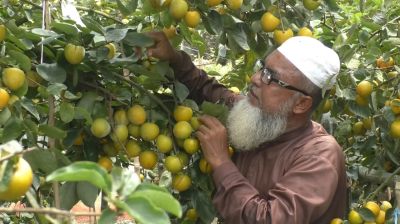 Jashore farmer finds success in ‘persimmon’ farming