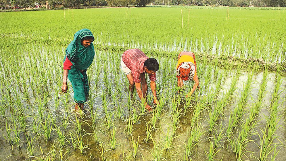Fertiliser crisis in Jhenaidah worries Aman farmers