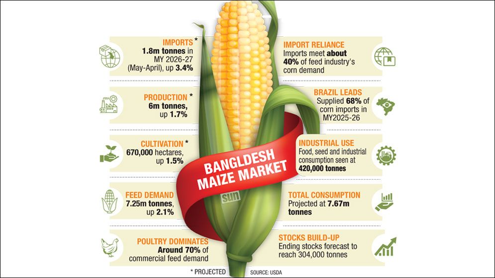 Maize emerges as key industrial crop as demand rises