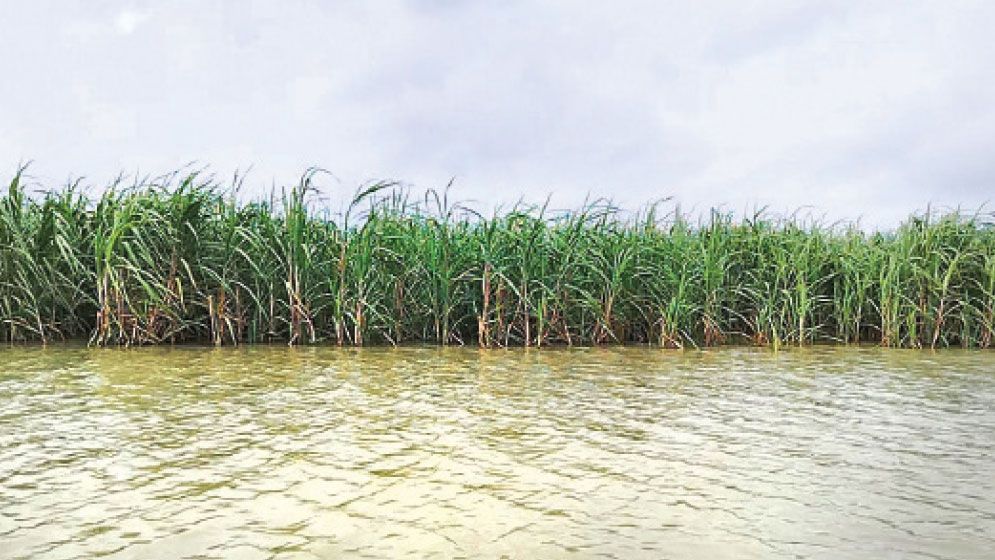 Swelling Padma inundates 502 hectares of farmland in Natore