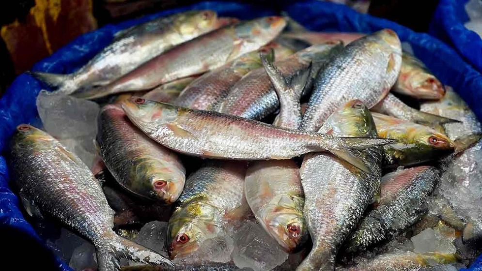 India sends 500 tonnes of hilsa to Bangladesh amid supply shortage