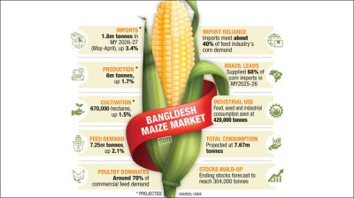 Maize emerges as key industrial crop as demand rises