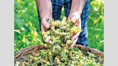 Bhutan business bets on hazelnuts for farming future