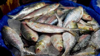 India sends 500 tonnes of hilsa to Bangladesh amid supply shortage