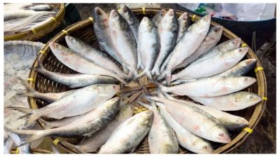 352,787 kg of Indian Hilsa imported through Benapole in 2 months