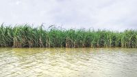 Swelling Padma inundates 502 hectares of farmland in Natore