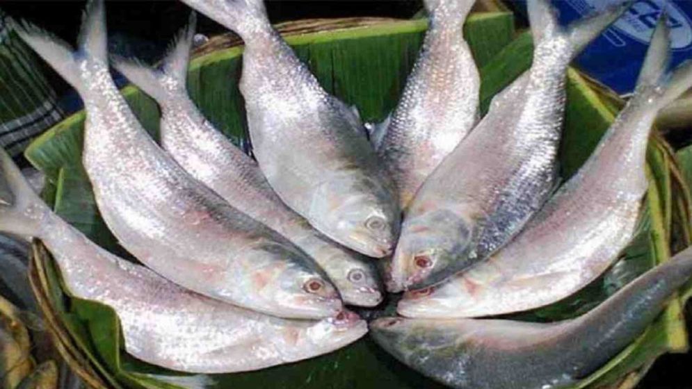 22-day ban on hilsa fishing from 8 October