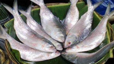 22-day ban on hilsa fishing from 8 October