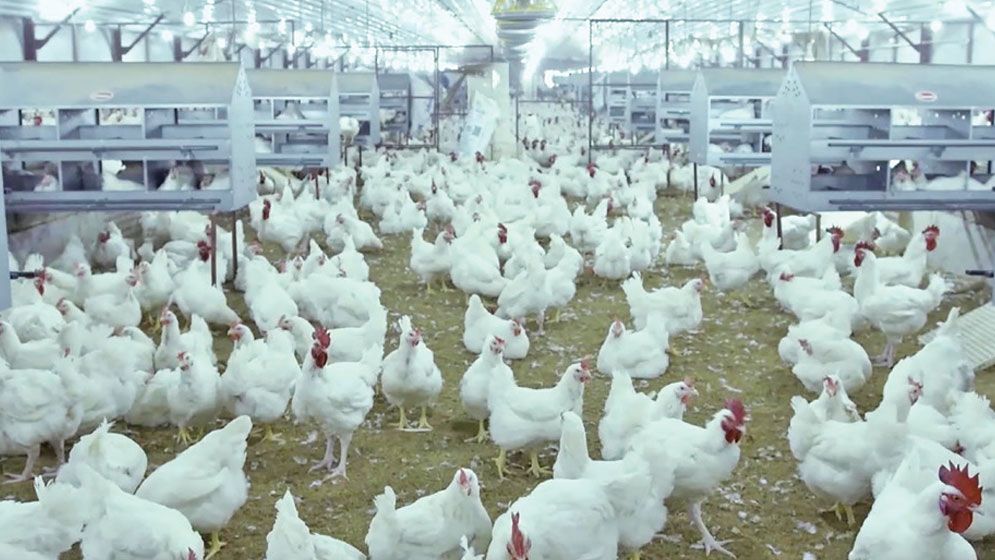 Farm waste threatens crops in Thakurgaon, farmers demand solution