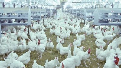 Farm waste threatens crops in Thakurgaon, farmers demand solution