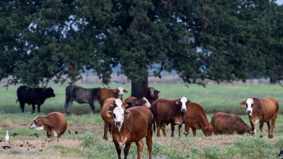 Trump's beef policies irk Texas ranchers, testing their loyalty