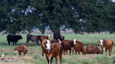 Trump's beef policies irk Texas ranchers, testing their loyalty