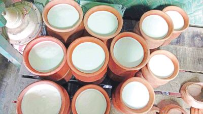 Rising demand drives buffalo milk yogurt business in Lakshmipur