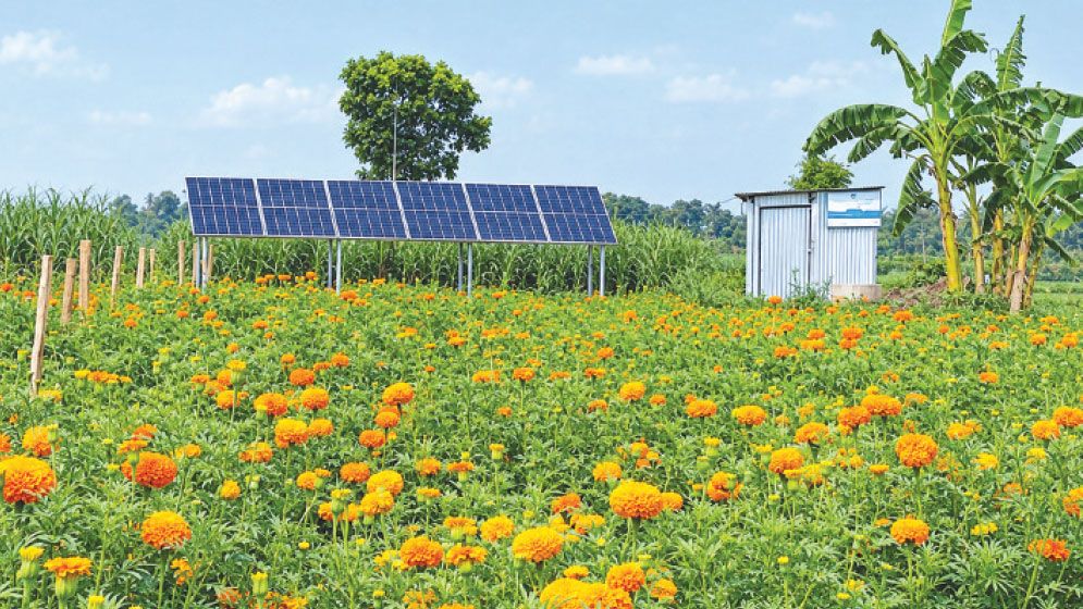 Solar irrigation cuts costs, boosts farm income in Jhenaidah