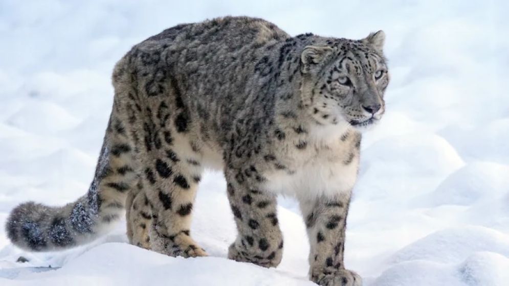 Ladakh's Snow Leopard Tracking Named World's 4th Best Wildlife