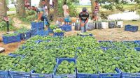 Farmers fear losses as bitter gourd prices plunge in Joypurhat