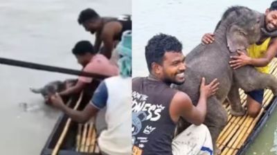 Fishermen save elephant calf caught in Teesta current