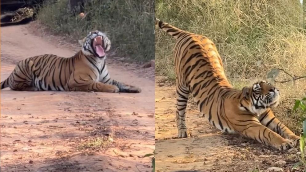 Unusual ‘traffic jam’ in safari park as tiger naps on road