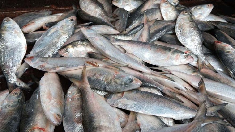 Hilsa imports from India halted as 103 NOCs cancelled