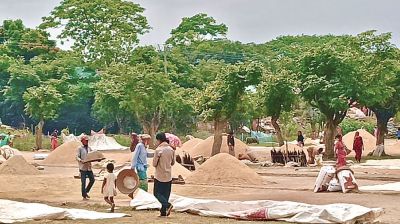 Sunamganj haor farmers face losses as Boro paddy prices plunge