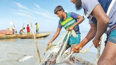 Declining hilsa supply prompts dredging initiative in Barishal