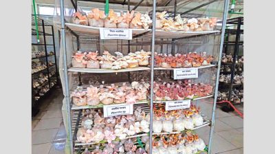 Mushroom market set to reach $115m by 2030