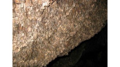 Return of swarming moth spectacle has Australia in a flutter