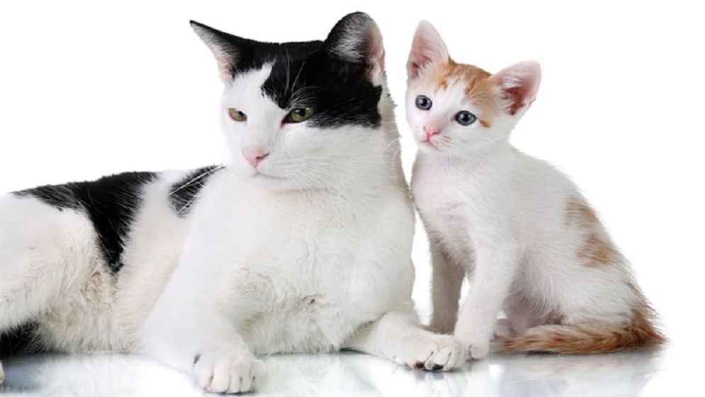 Pet cats emerge as new public health concern in Kushtia