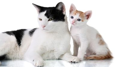 Pet cats emerge as new public health concern in Kushtia