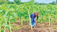 Yam cultivation gains ground in Jashore as farmers eye higher profits