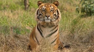How India saved its tigers, lions, rhinos and elephants