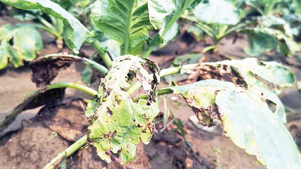 Fungal attack ravages cauliflower 
fields in Chuadanga